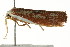  ( - CCDB-15853-H05)  @14 [ ] CreativeCommons - Attribution (2011) ANIC/CBG Photography Group Centre for Biodiversity Genomics