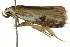  ( - CCDB-15853-H10)  @12 [ ] CreativeCommons - Attribution (2011) ANIC/CBG Photography Group Centre for Biodiversity Genomics