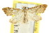  ( - CCDB-15854-B02)  @11 [ ] CreativeCommons - Attribution (2011) ANIC/CBG Photography Group Centre for Biodiversity Genomics