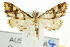  ( - CCDB-15854-B04)  @12 [ ] CreativeCommons - Attribution (2011) ANIC/CBG Photography Group Centre for Biodiversity Genomics