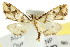  ( - CCDB-15854-B05)  @12 [ ] CreativeCommons - Attribution (2011) ANIC/CBG Photography Group Centre for Biodiversity Genomics