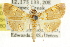  ( - CCDB-15854-E09)  @11 [ ] CreativeCommons - Attribution (2011) ANIC/CBG Photography Group Centre for Biodiversity Genomics