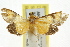  (Metallarcha sp. ANIC4 - CCDB-15855-B01)  @11 [ ] CreativeCommons - Attribution (2011) ANIC/CBG Photography Group Centre for Biodiversity Genomics