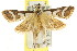  (Metallarcha leucodetis - CCDB-15855-B05)  @14 [ ] CreativeCommons - Attribution (2011) ANIC/CBG Photography Group Centre for Biodiversity Genomics