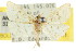  ( - CCDB-15855-F07)  @11 [ ] CreativeCommons - Attribution (2011) ANIC/CBG Photography Group Centre for Biodiversity Genomics