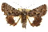  ( - CCDB-15856-B02)  @11 [ ] CreativeCommons - Attribution (2011) ANIC/CBG Photography Group Centre for Biodiversity Genomics