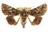  ( - CCDB-15856-B03)  @11 [ ] CreativeCommons - Attribution (2011) ANIC/CBG Photography Group Centre for Biodiversity Genomics