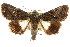  ( - CCDB-15856-B04)  @11 [ ] CreativeCommons - Attribution (2011) ANIC/CBG Photography Group Centre for Biodiversity Genomics