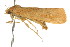  (Eremochroa sp. ANIC3 - CCDB-15856-G02)  @11 [ ] CreativeCommons - Attribution (2011) ANIC/CBG Photography Group Centre for Biodiversity Genomics