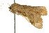  ( - CCDB-15856-G03)  @11 [ ] CreativeCommons - Attribution (2011) ANIC/CBG Photography Group Centre for Biodiversity Genomics