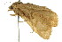  (Eremochroa sp. ANIC3 - CCDB-15856-G04)  @11 [ ] CreativeCommons - Attribution (2011) ANIC/CBG Photography Group Centre for Biodiversity Genomics
