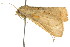  ( - CCDB-15856-G05)  @11 [ ] CreativeCommons - Attribution (2011) ANIC/CBG Photography Group Centre for Biodiversity Genomics