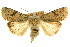  ( - CCDB-15856-G12)  @11 [ ] CreativeCommons - Attribution (2011) ANIC/CBG Photography Group Centre for Biodiversity Genomics