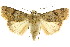  ( - CCDB-15856-H02)  @11 [ ] CreativeCommons - Attribution (2011) ANIC/CBG Photography Group Centre for Biodiversity Genomics