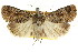  ( - CCDB-15856-H07)  @11 [ ] CreativeCommons - Attribution (2011) ANIC/CBG Photography Group Centre for Biodiversity Genomics