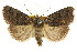  ( - CCDB-15857-A03)  @11 [ ] CreativeCommons - Attribution (2011) ANIC/CBG Photography Group Centre for Biodiversity Genomics