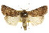  (Proteuxoa cryphaea - CCDB-15857-A05)  @11 [ ] CreativeCommons - Attribution (2011) ANIC/CBG Photography Group Centre for Biodiversity Genomics
