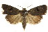  ( - CCDB-15857-B05)  @11 [ ] CreativeCommons - Attribution (2011) ANIC/CBG Photography Group Centre for Biodiversity Genomics