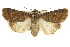  ( - CCDB-15857-B08)  @11 [ ] CreativeCommons - Attribution (2011) ANIC/CBG Photography Group Centre for Biodiversity Genomics