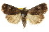  ( - CCDB-15857-D01)  @11 [ ] CreativeCommons - Attribution (2011) ANIC/CBG Photography Group Centre for Biodiversity Genomics