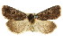  ( - CCDB-15857-D03)  @13 [ ] CreativeCommons - Attribution (2011) ANIC/CBG Photography Group Centre for Biodiversity Genomics