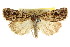  ( - CCDB-15857-D04)  @11 [ ] CreativeCommons - Attribution (2011) ANIC/CBG Photography Group Centre for Biodiversity Genomics