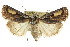  ( - CCDB-15857-F01)  @11 [ ] CreativeCommons - Attribution (2011) ANIC/CBG Photography Group Centre for Biodiversity Genomics