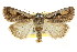  ( - CCDB-15857-F03)  @15 [ ] CreativeCommons - Attribution (2011) ANIC/CBG Photography Group Centre for Biodiversity Genomics