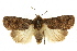  ( - CCDB-15857-F04)  @11 [ ] CreativeCommons - Attribution (2011) ANIC/CBG Photography Group Centre for Biodiversity Genomics