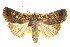  ( - CCDB-15857-F11)  @11 [ ] CreativeCommons - Attribution (2011) ANIC/CBG Photography Group Centre for Biodiversity Genomics