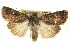  ( - CCDB-15857-F12)  @11 [ ] CreativeCommons - Attribution (2011) ANIC/CBG Photography Group Centre for Biodiversity Genomics