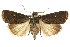  ( - CCDB-15857-G07)  @11 [ ] CreativeCommons - Attribution (2011) ANIC/CBG Photography Group Centre for Biodiversity Genomics