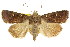  ( - CCDB-15857-H01)  @11 [ ] CreativeCommons - Attribution (2011) ANIC/CBG Photography Group Centre for Biodiversity Genomics