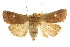  ( - CCDB-15857-H02)  @11 [ ] CreativeCommons - Attribution (2011) ANIC/CBG Photography Group Centre for Biodiversity Genomics