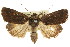  ( - CCDB-15857-H04)  @11 [ ] CreativeCommons - Attribution (2011) ANIC/CBG Photography Group Centre for Biodiversity Genomics