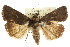  ( - CCDB-15857-H05)  @11 [ ] CreativeCommons - Attribution (2011) ANIC/CBG Photography Group Centre for Biodiversity Genomics