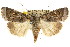  ( - CCDB-15857-H10)  @11 [ ] CreativeCommons - Attribution (2011) ANIC/CBG Photography Group Centre for Biodiversity Genomics