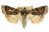  ( - CCDB-15857-H11)  @11 [ ] CreativeCommons - Attribution (2011) ANIC/CBG Photography Group Centre for Biodiversity Genomics