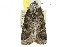  ( - CCDB-15858-A03)  @11 [ ] CreativeCommons - Attribution (2011) ANIC/CBG Photography Group Centre for Biodiversity Genomics