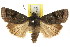  ( - CCDB-15858-A06)  @11 [ ] CreativeCommons - Attribution (2011) ANIC/CBG Photography Group Centre for Biodiversity Genomics