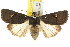  ( - CCDB-15858-A09)  @11 [ ] CreativeCommons - Attribution (2011) ANIC/CBG Photography Group Centre for Biodiversity Genomics