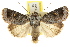  ( - CCDB-15858-B02)  @11 [ ] CreativeCommons - Attribution (2011) ANIC/CBG Photography Group Centre for Biodiversity Genomics