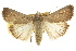  ( - CCDB-15858-C11)  @11 [ ] CreativeCommons - Attribution (2011) ANIC/CBG Photography Group Centre for Biodiversity Genomics