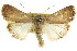  ( - CCDB-15858-C12)  @11 [ ] CreativeCommons - Attribution (2011) ANIC/CBG Photography Group Centre for Biodiversity Genomics
