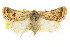  ( - CCDB-15858-D05)  @11 [ ] CreativeCommons - Attribution (2011) ANIC/CBG Photography Group Centre for Biodiversity Genomics