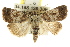  ( - CCDB-15858-E02)  @11 [ ] CreativeCommons - Attribution (2011) ANIC/CBG Photography Group Centre for Biodiversity Genomics