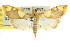  ( - CCDB-15858-F04)  @11 [ ] CreativeCommons - Attribution (2011) ANIC/CBG Photography Group Centre for Biodiversity Genomics