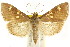  ( - CCDB-15858-F05)  @11 [ ] CreativeCommons - Attribution (2011) ANIC/CBG Photography Group Centre for Biodiversity Genomics