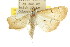  ( - CCDB-15859-A01)  @11 [ ] CreativeCommons - Attribution (2011) ANIC/CBG Photography Group Centre for Biodiversity Genomics