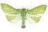  ( - CCDB-15859-A11)  @11 [ ] CreativeCommons - Attribution (2011) ANIC/CBG Photography Group Centre for Biodiversity Genomics